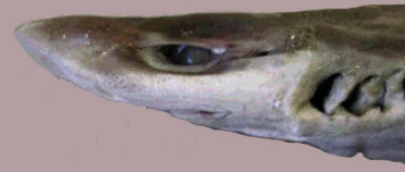 Galeus atlanticus_comparación_06.jpg